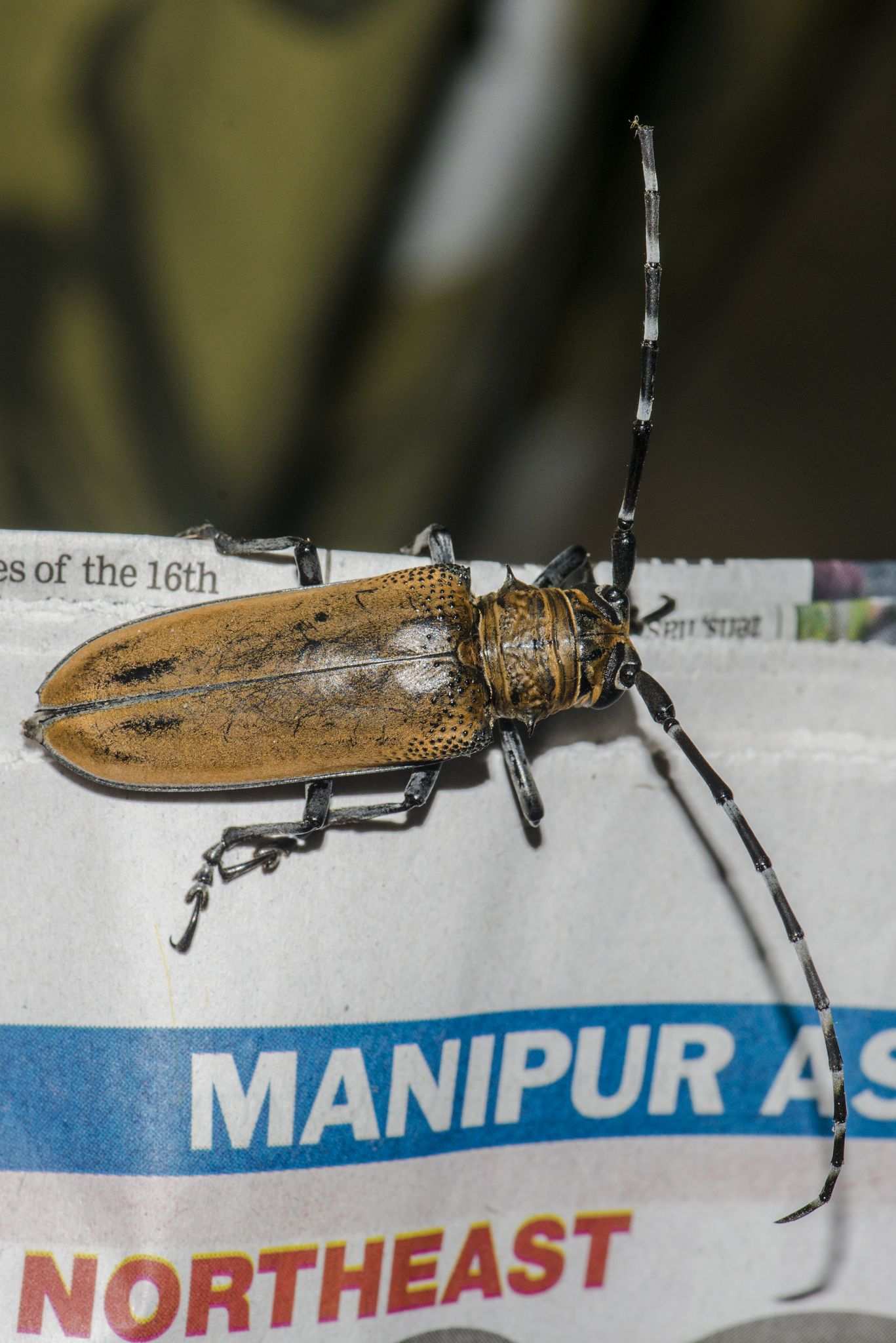 Apriona germarii