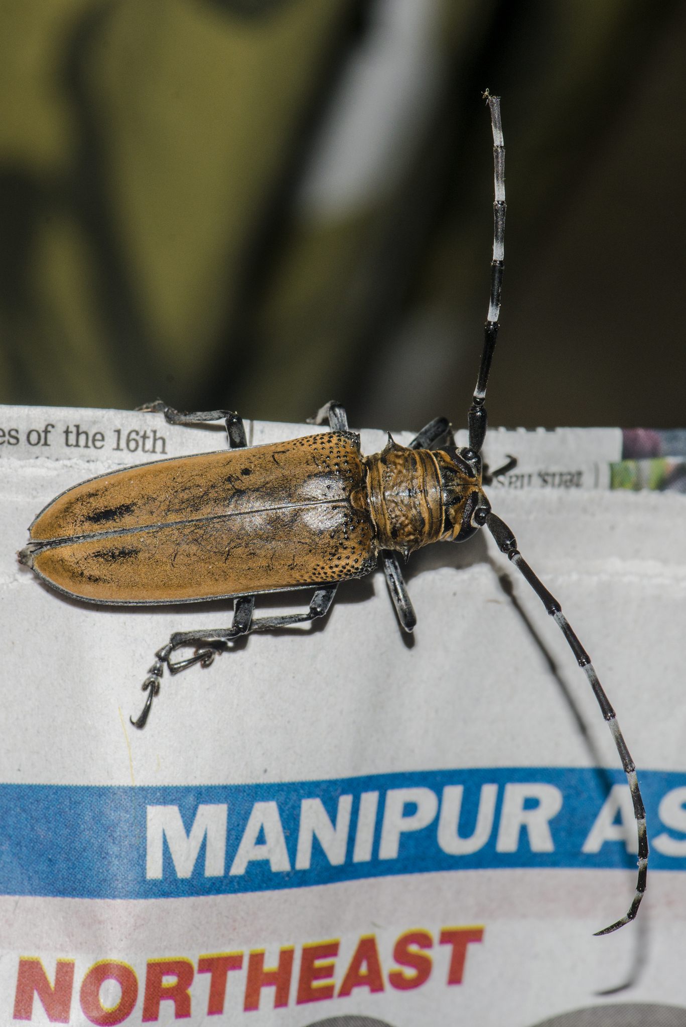 Apriona germarii
