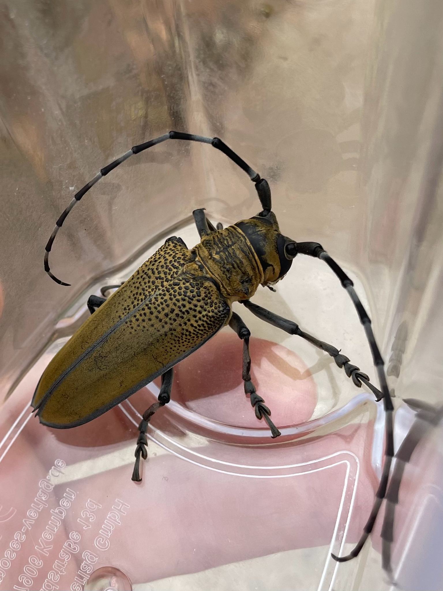Apriona germarii