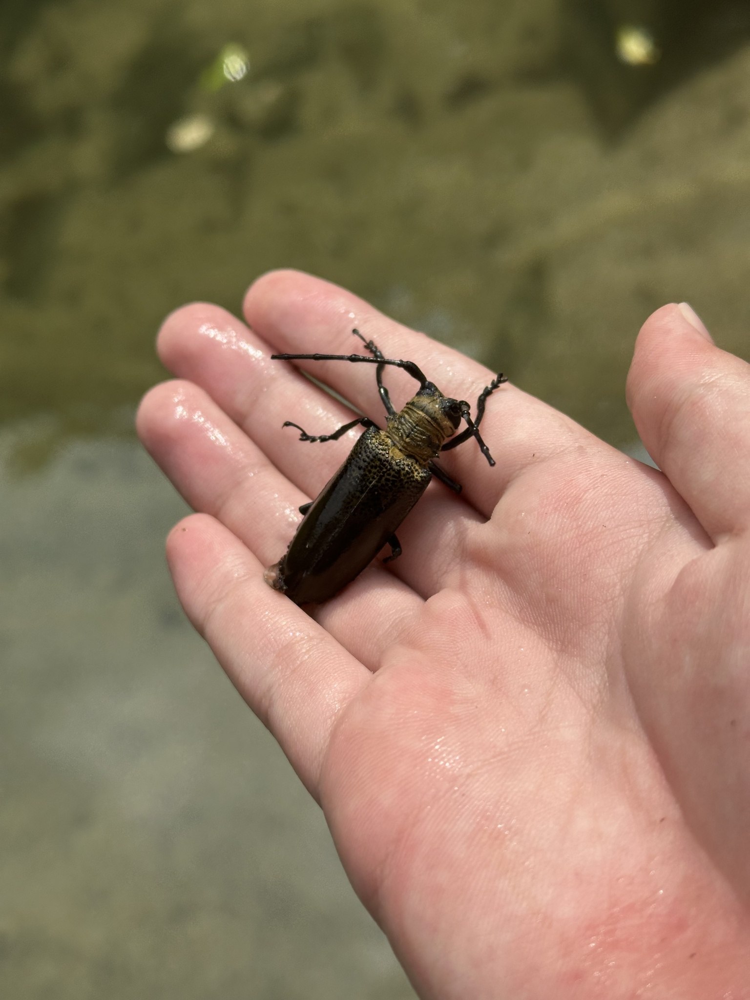 Apriona germarii