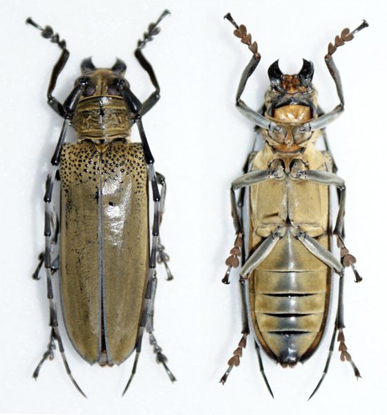 Apriona germarii