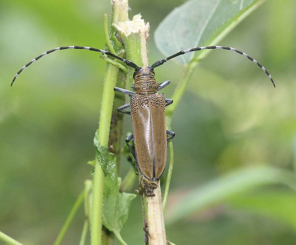 Apriona germarii