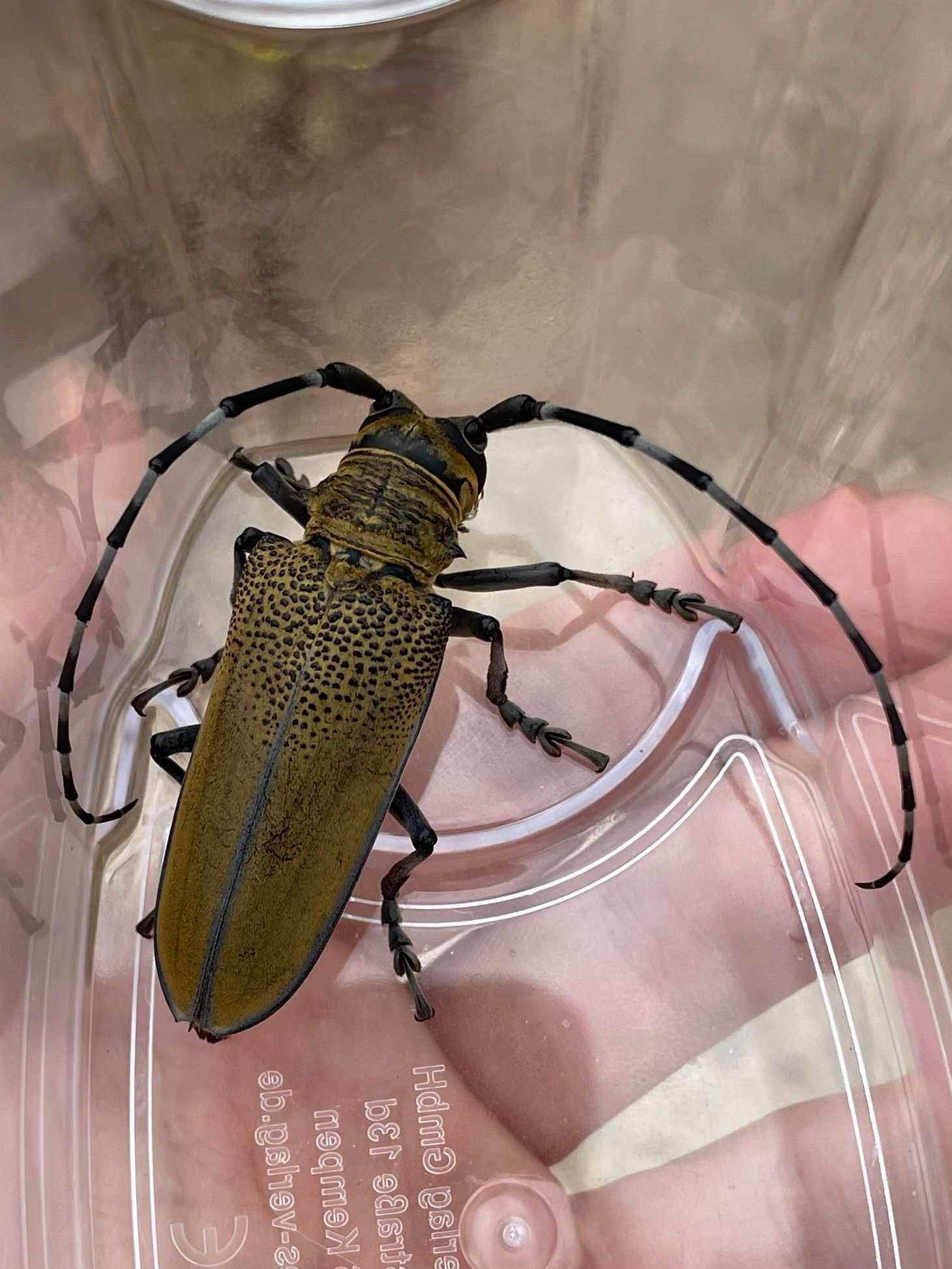 Apriona germarii