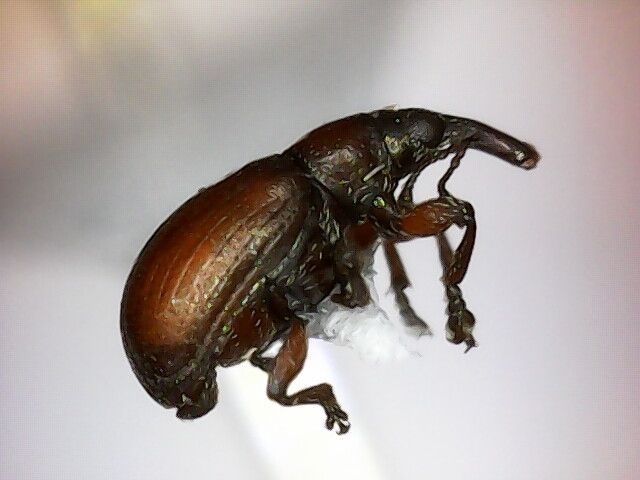 Mythapion