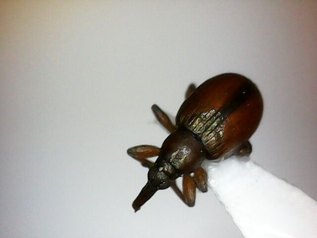 Mythapion