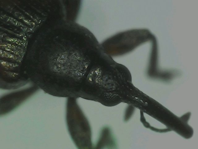 Mythapion