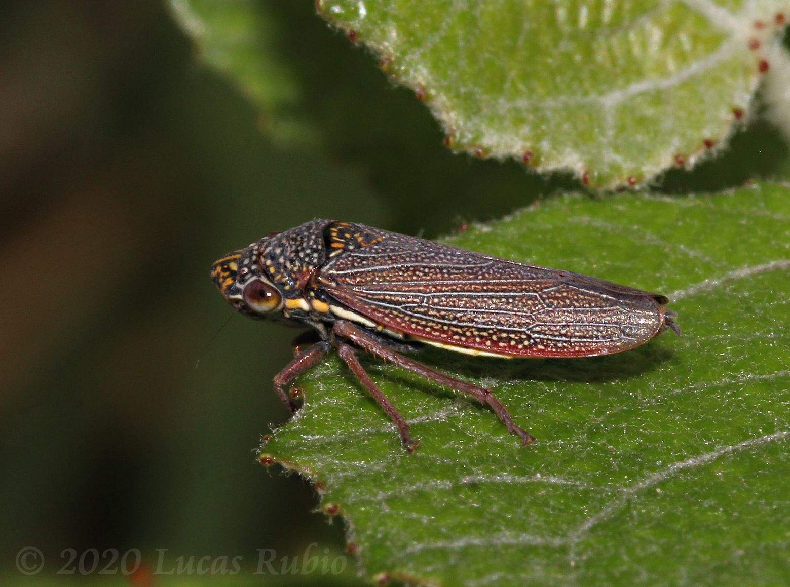 Tapajosa rubromarginata