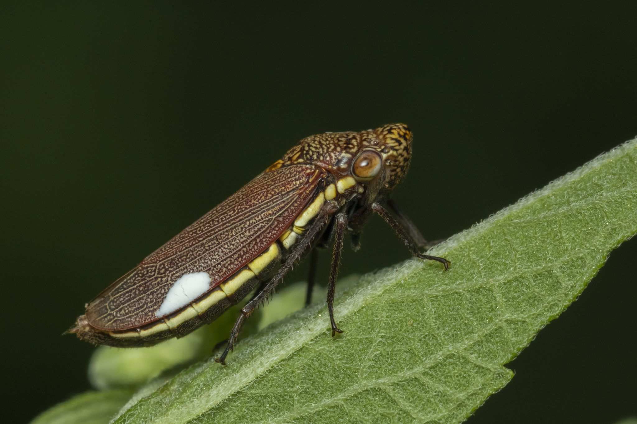 Tapajosa rubromarginata