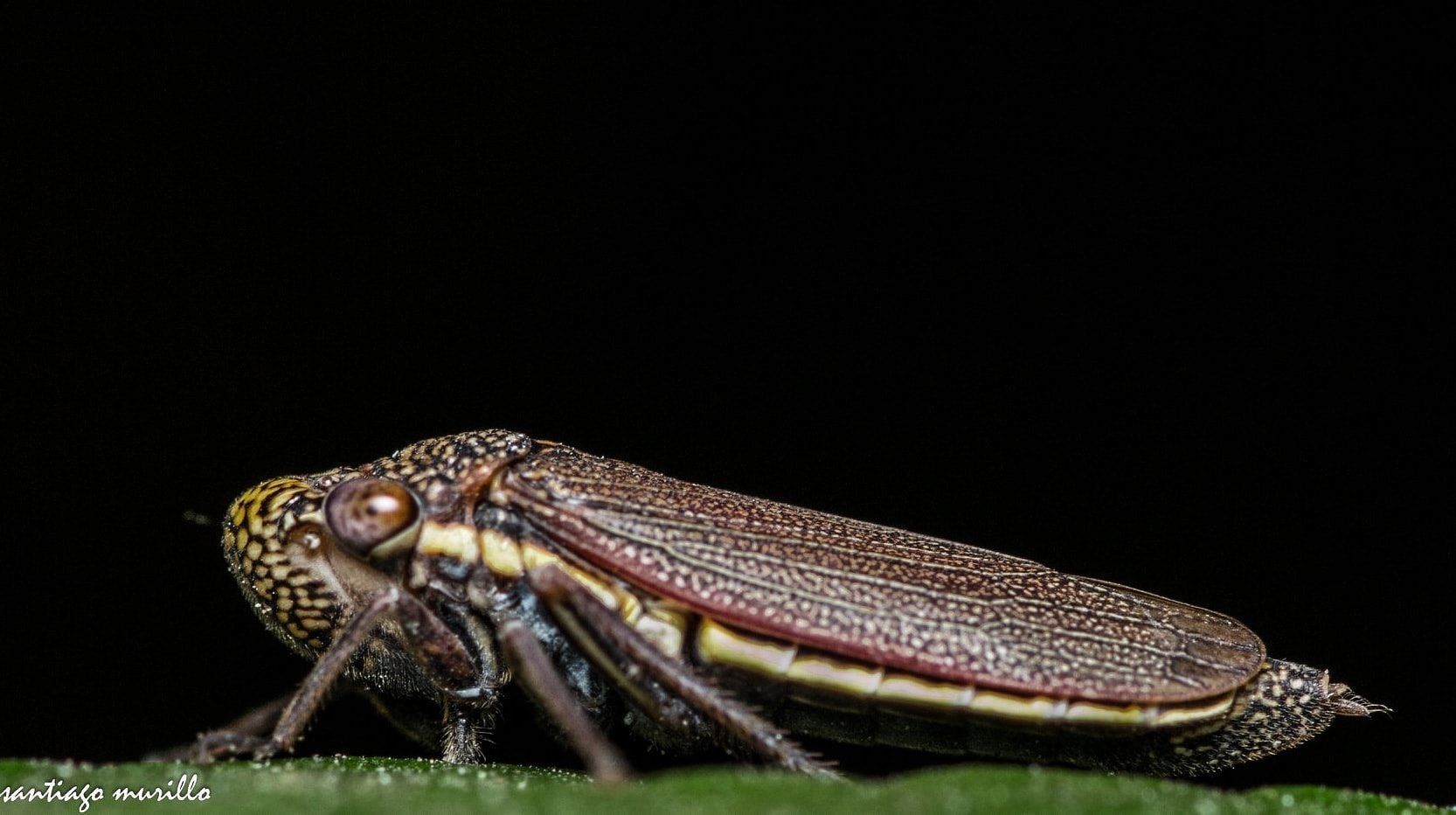 Tapajosa rubromarginata