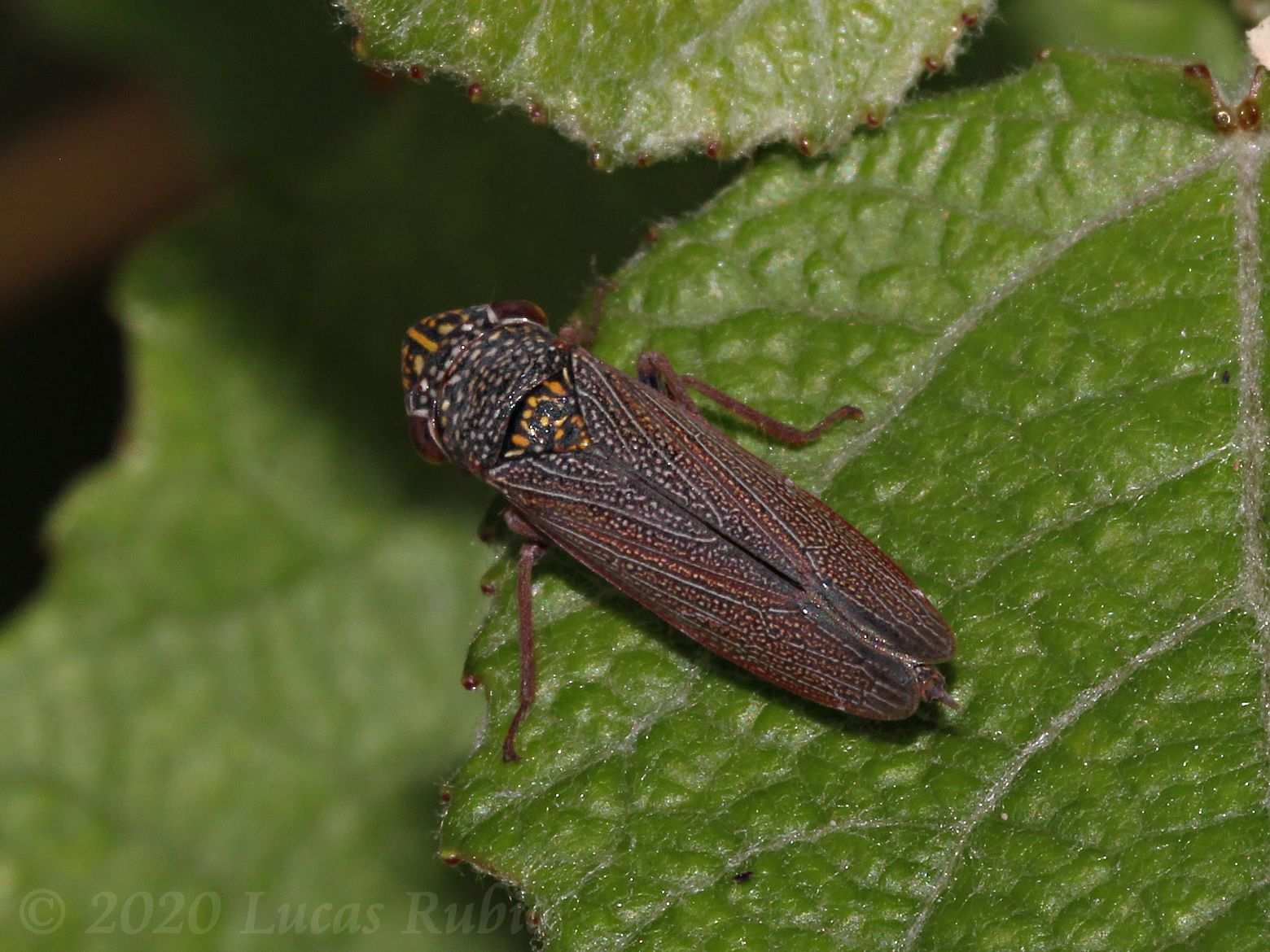 Tapajosa rubromarginata