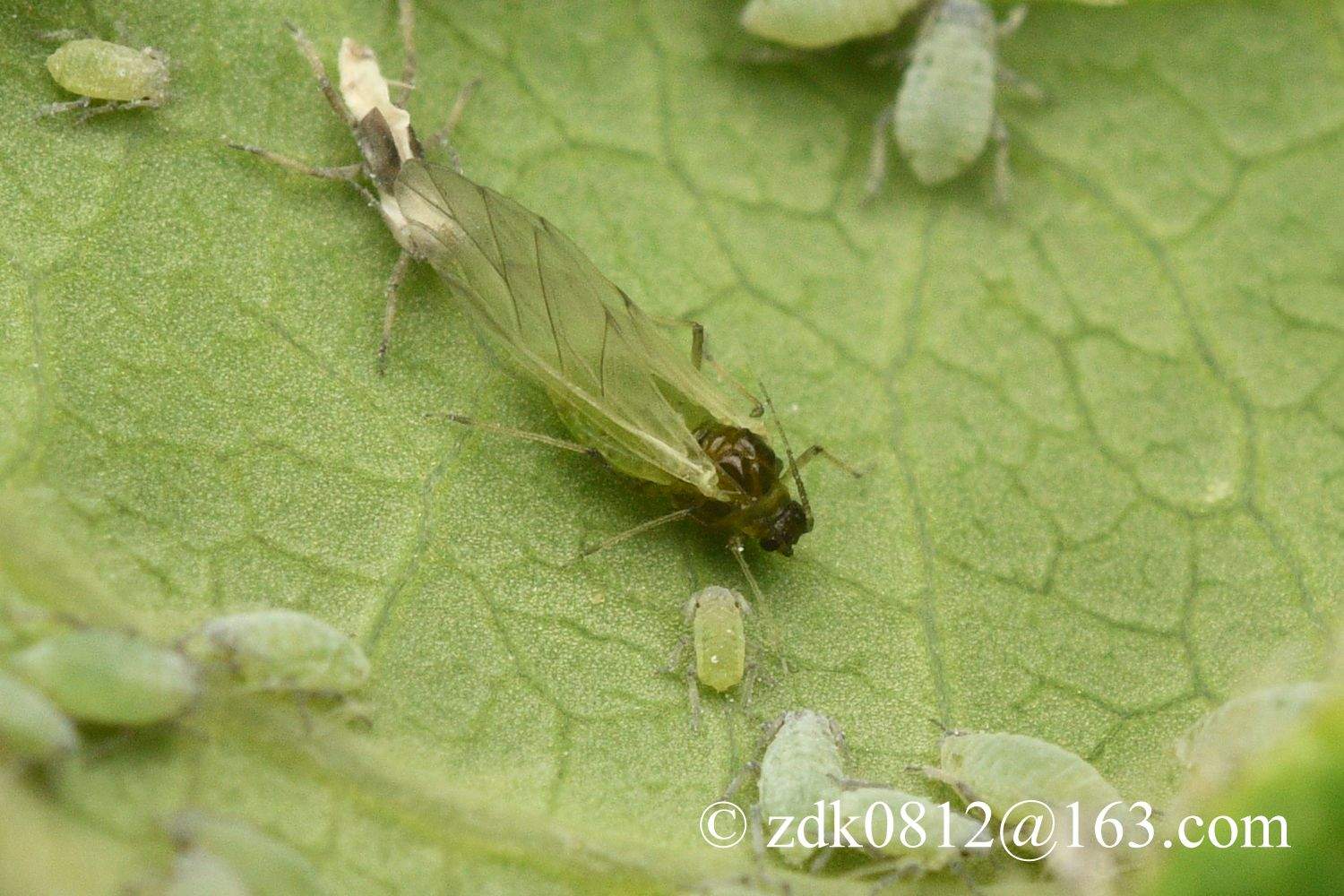 Semiaphis heraclei