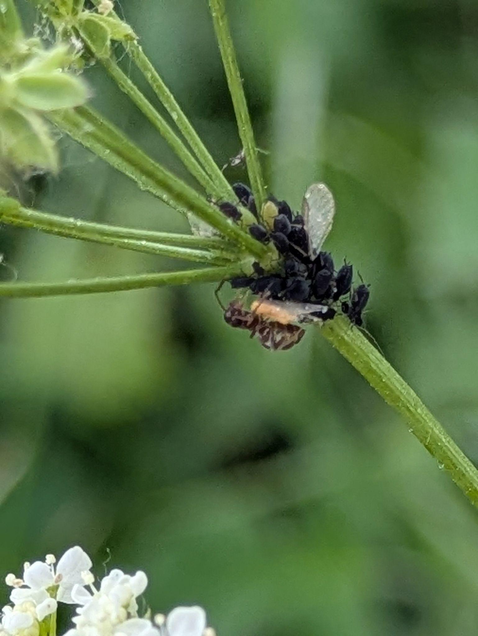 Semiaphis heraclei