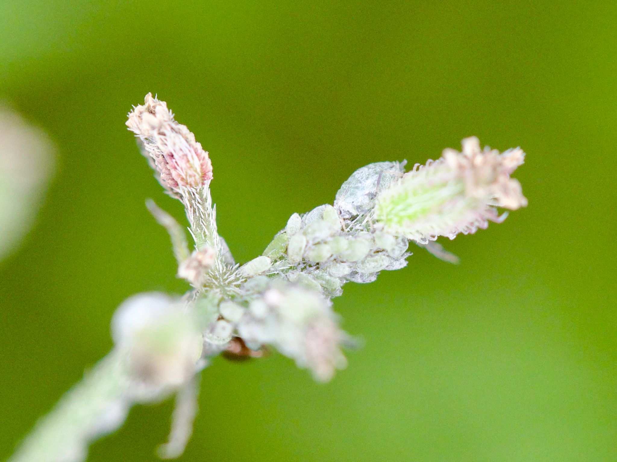 Semiaphis heraclei