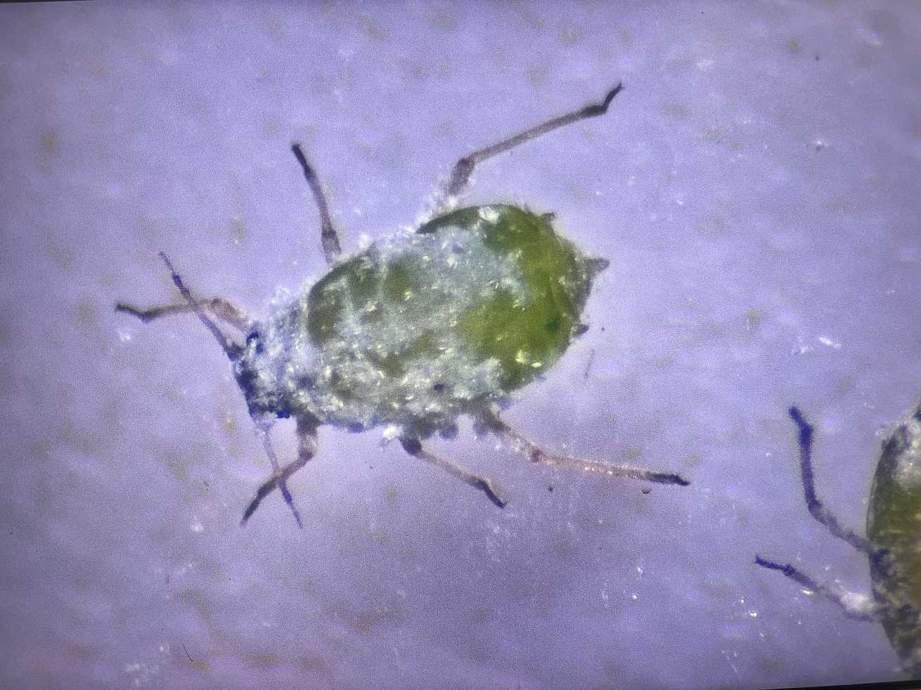 Semiaphis heraclei