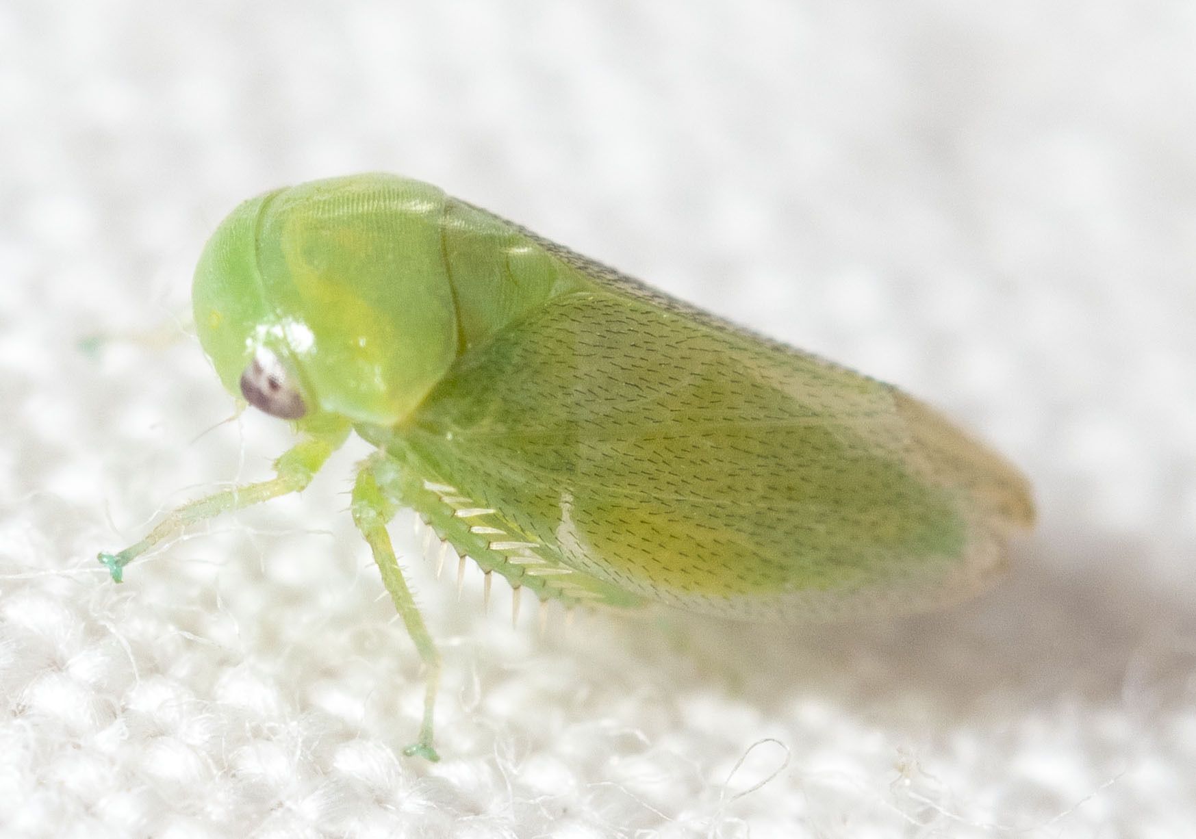 Stragania