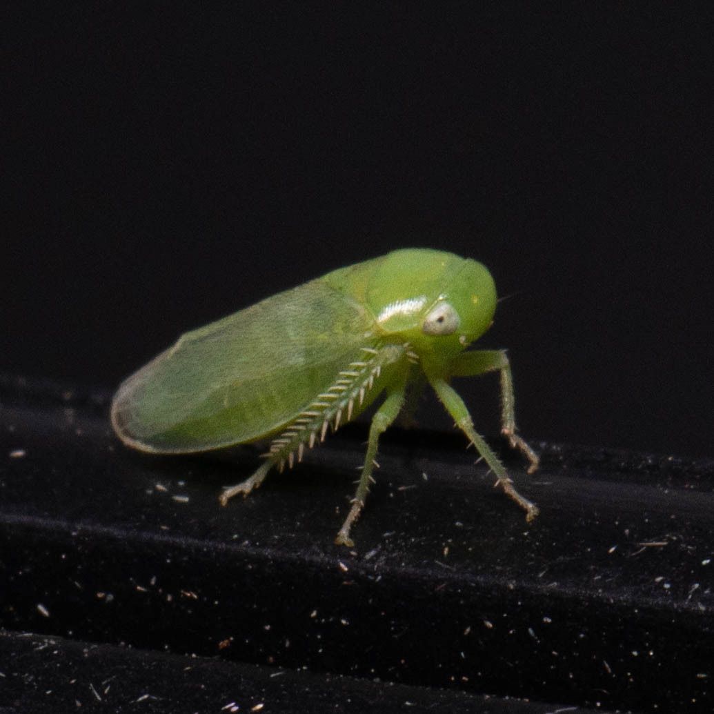 Stragania