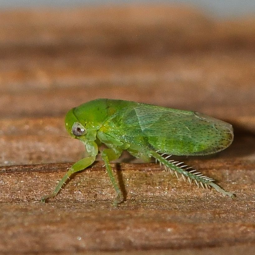 Stragania