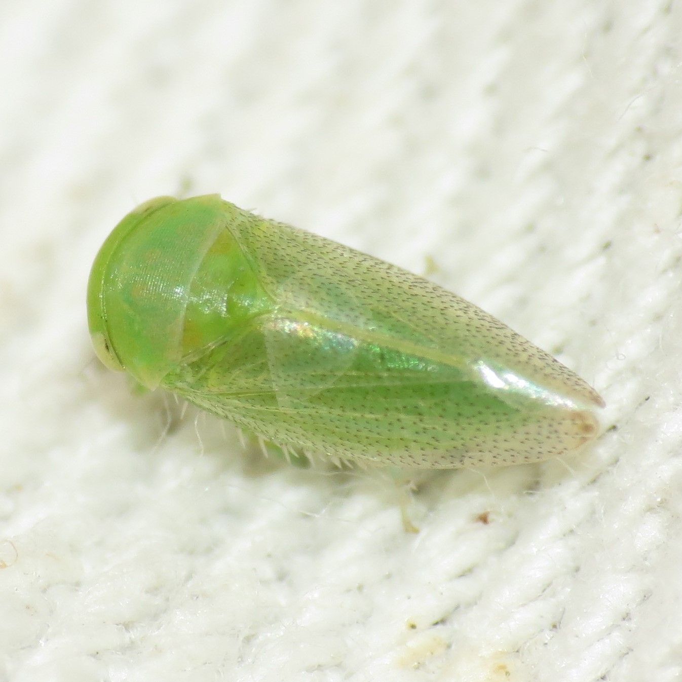 Stragania
