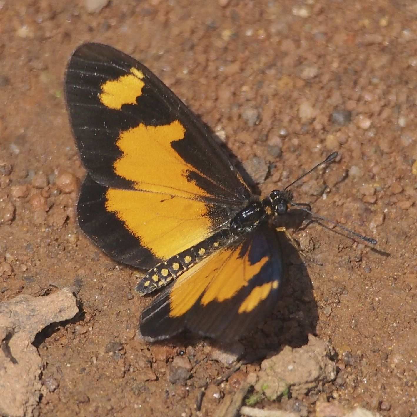 Telchinia acerata