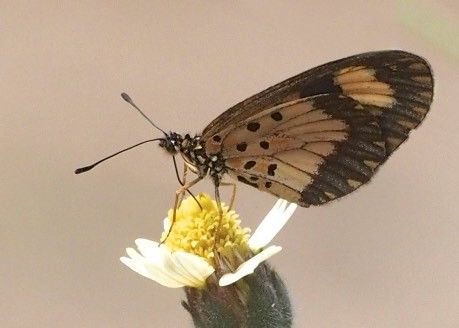 Telchinia acerata
