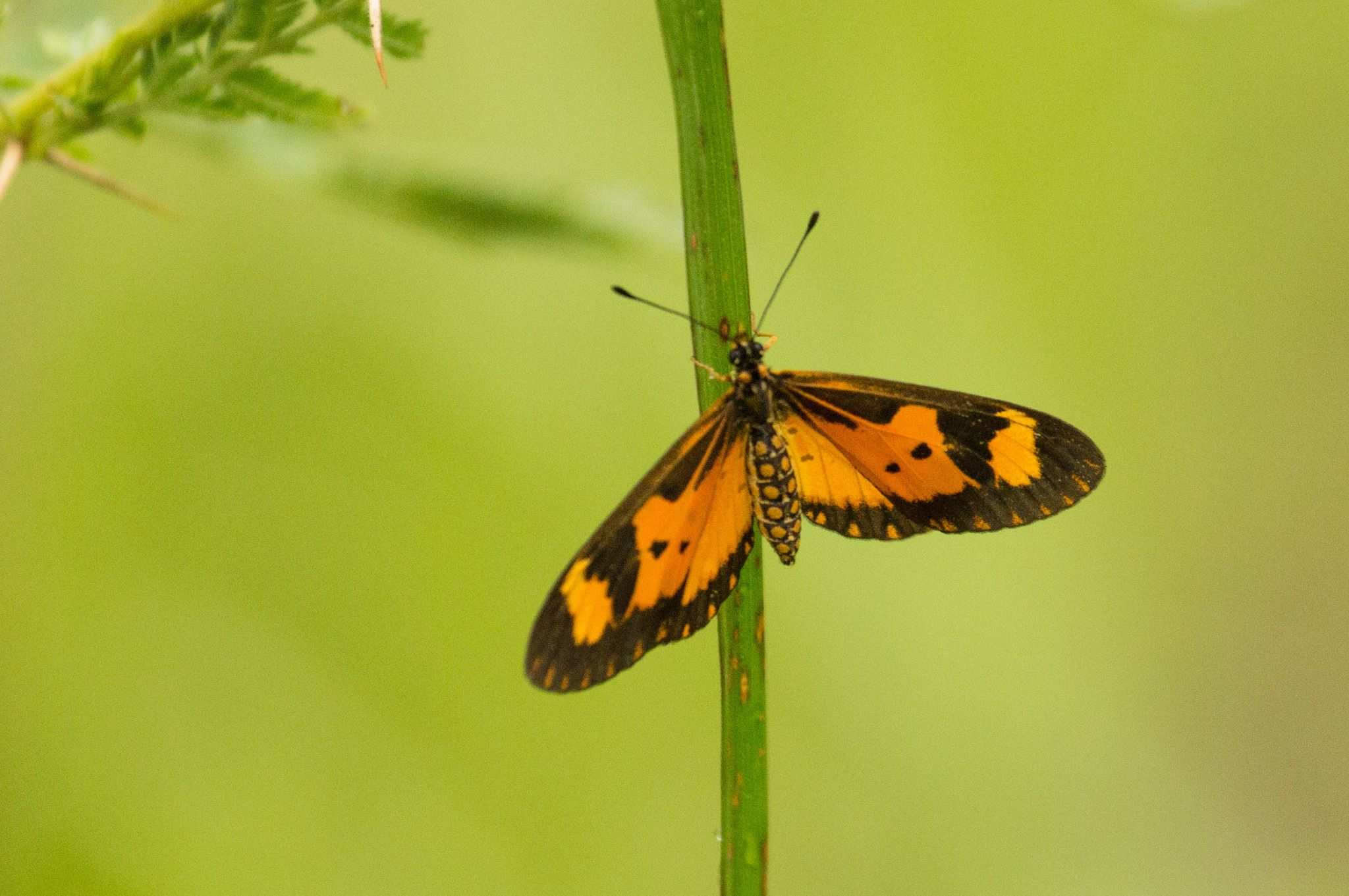 Telchinia acerata