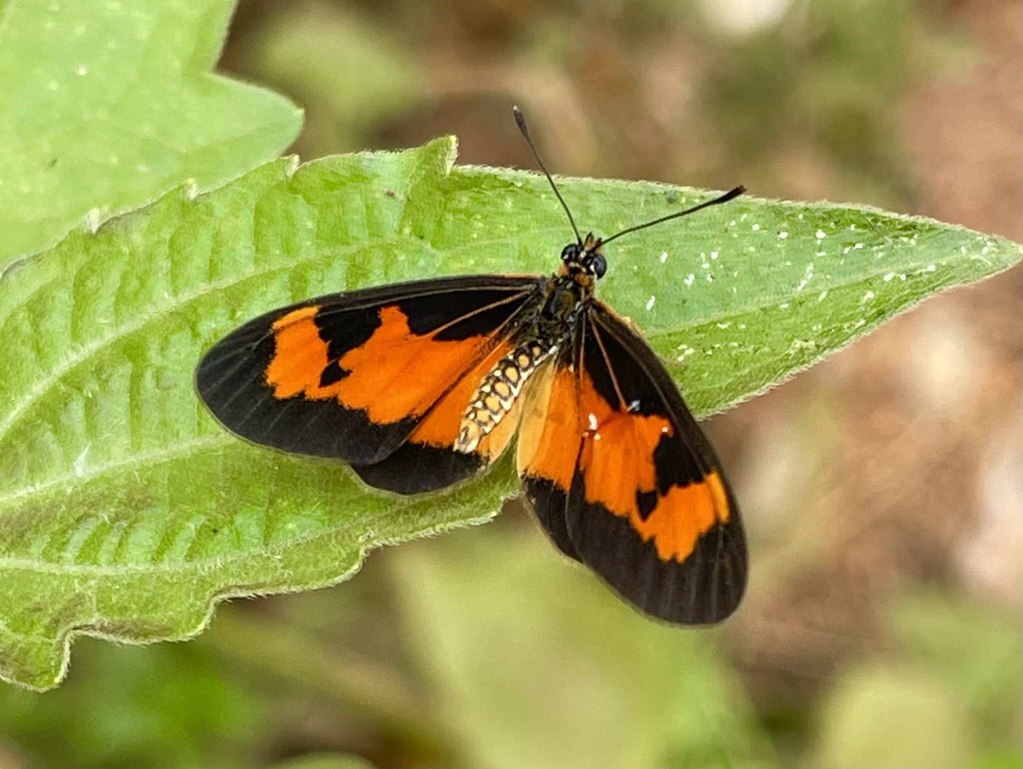 Telchinia acerata