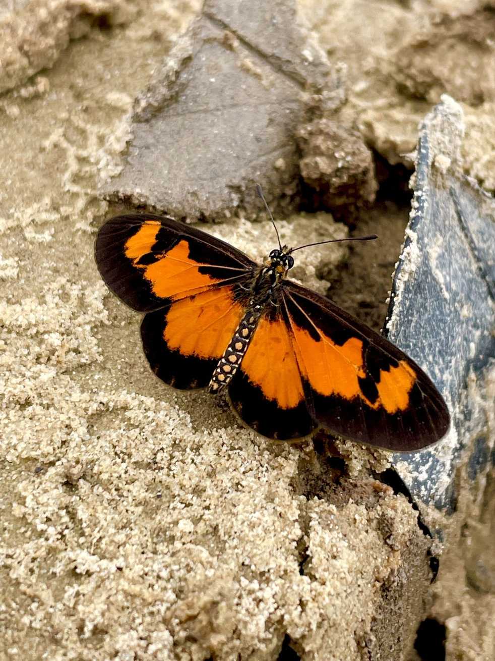 Telchinia acerata