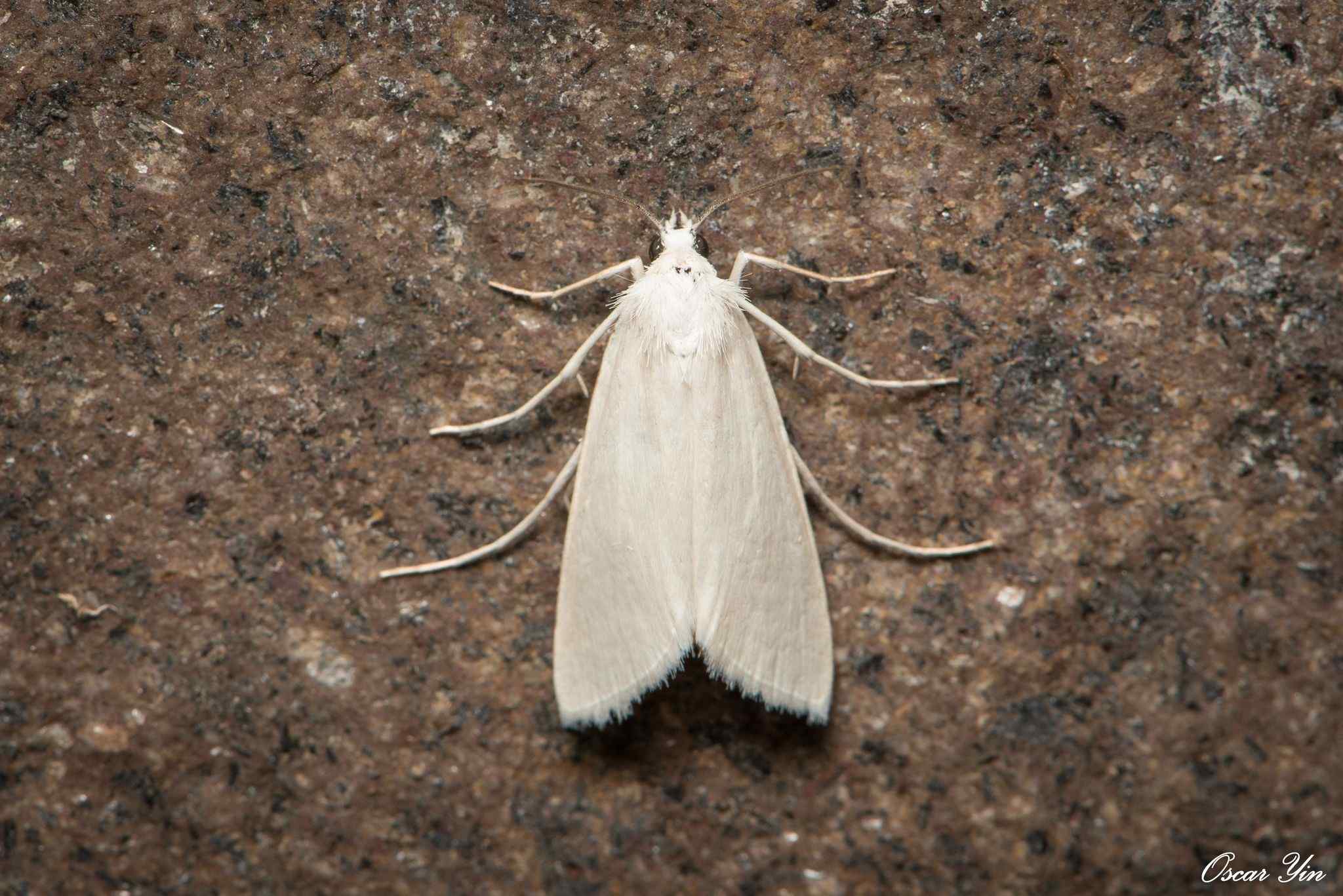 Scirpophaga nivella