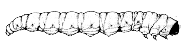 Scirpophaga nivella