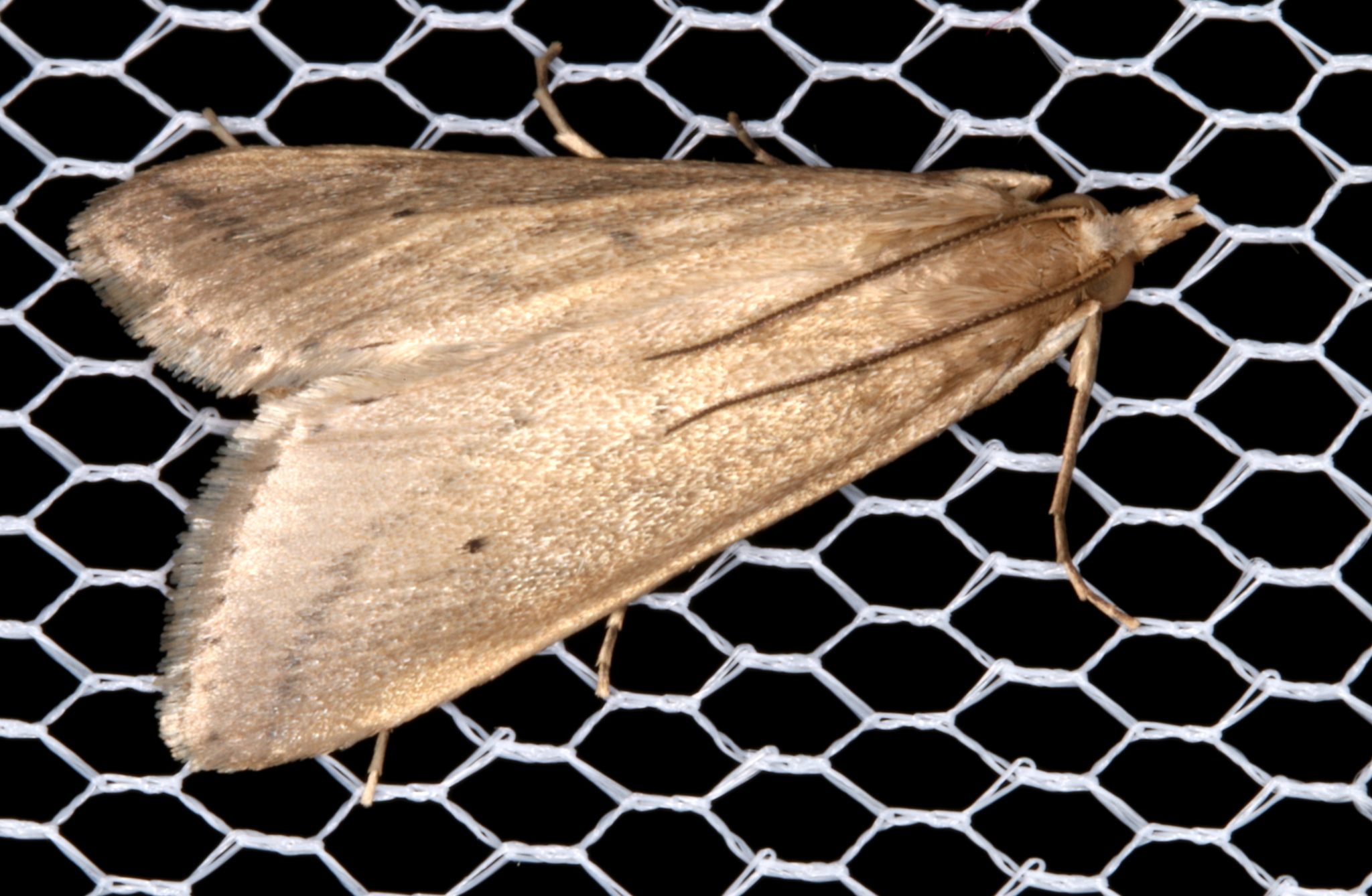 Scirpophaga nivella