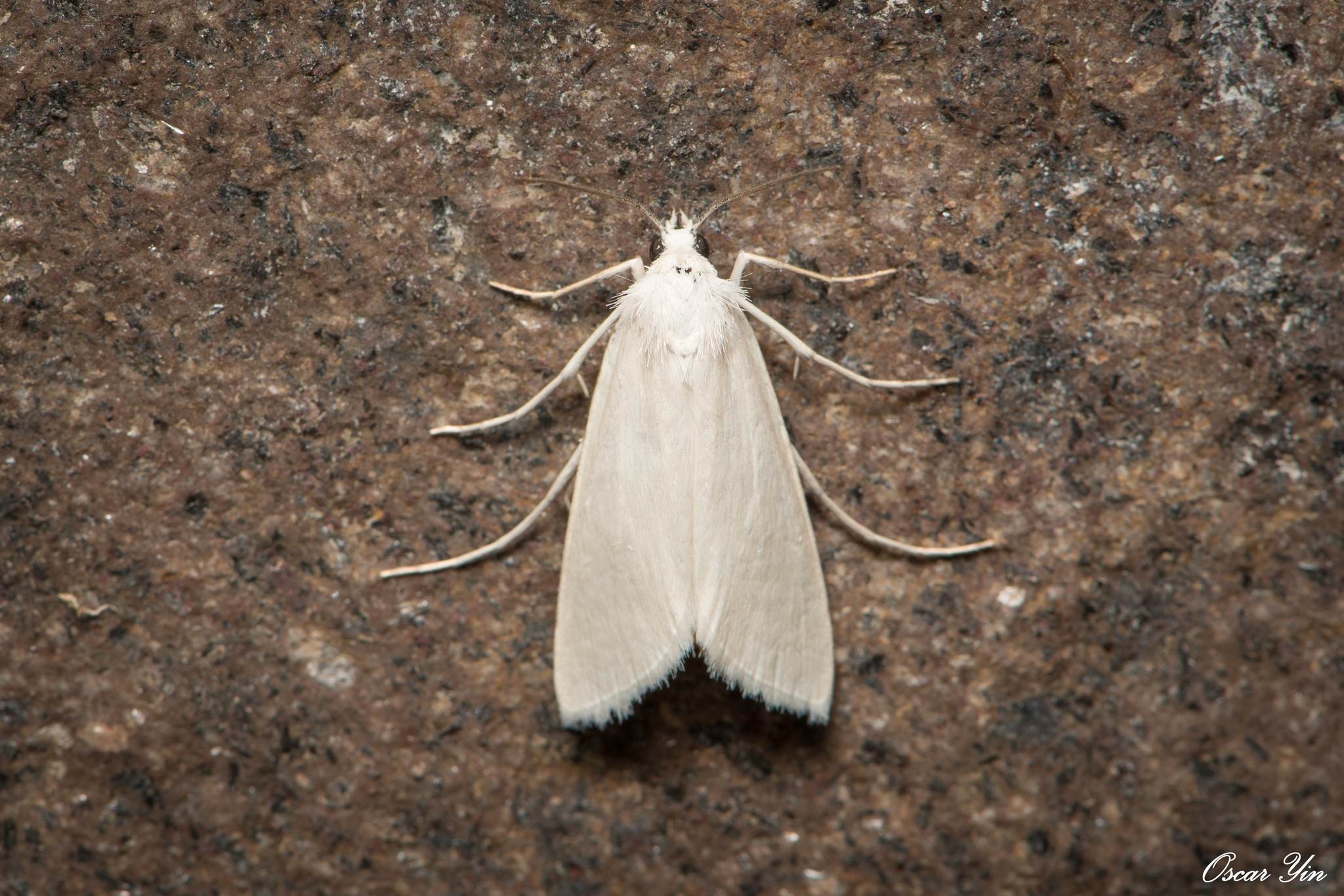 Scirpophaga nivella