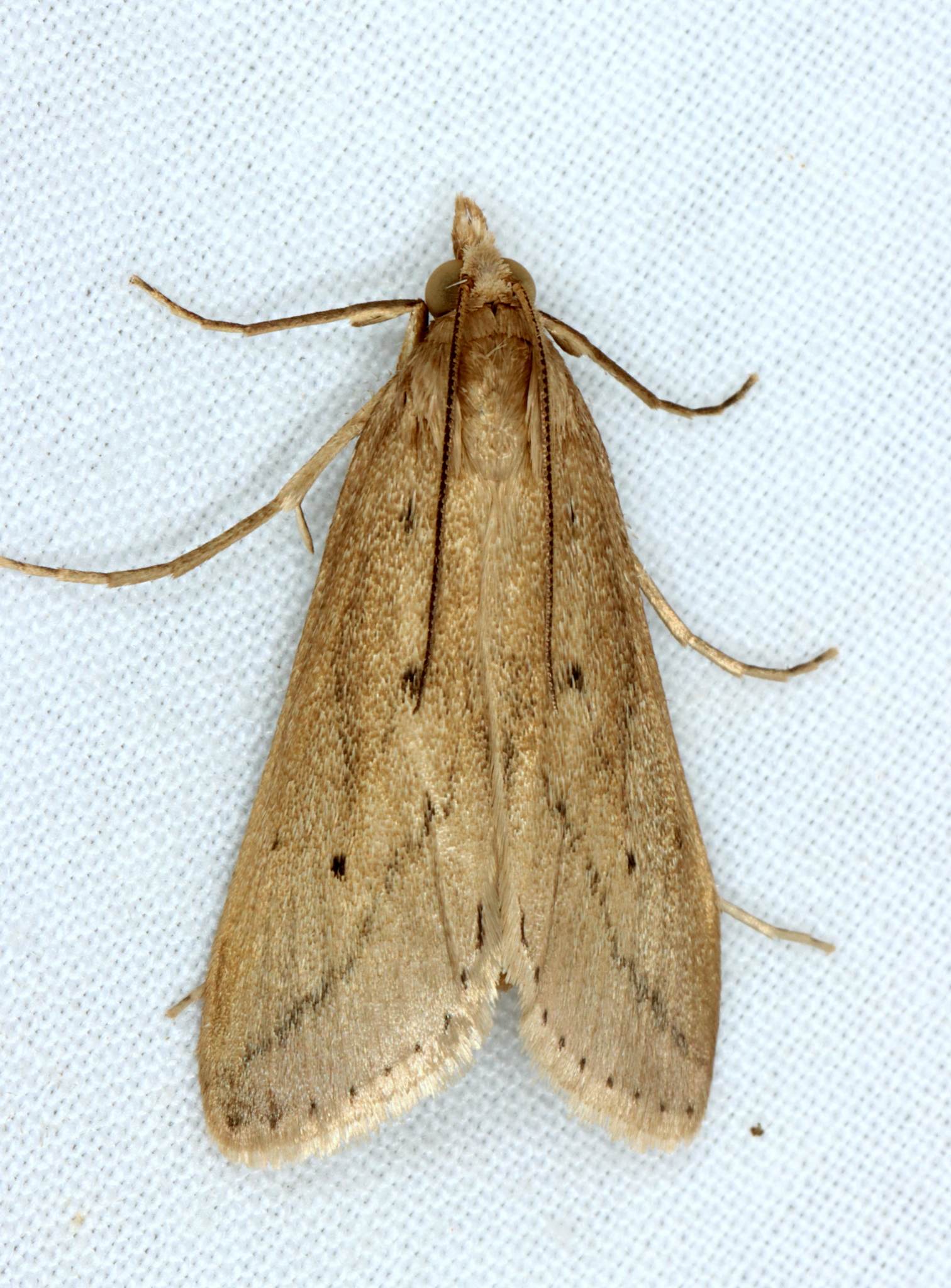 Scirpophaga nivella