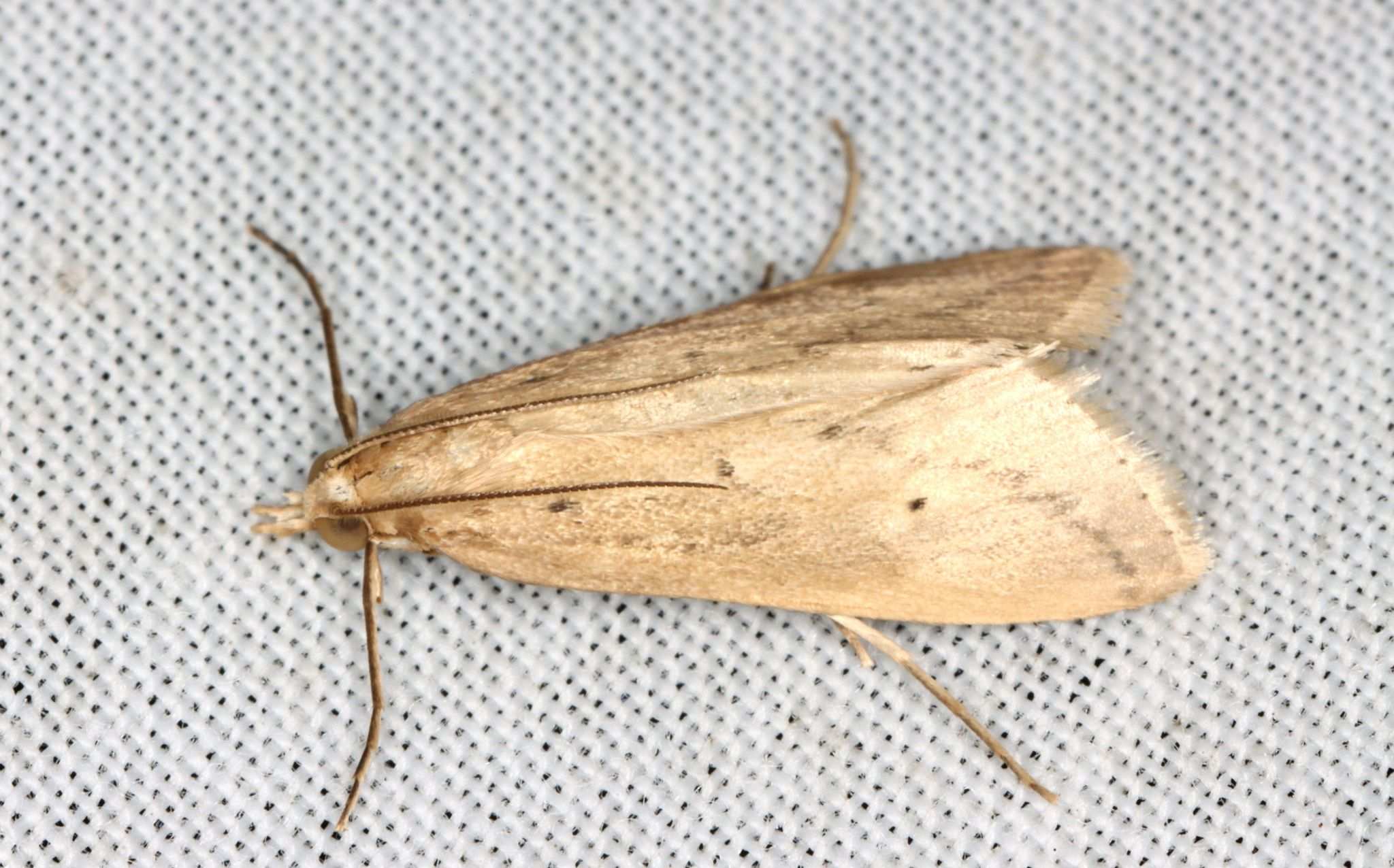 Scirpophaga nivella