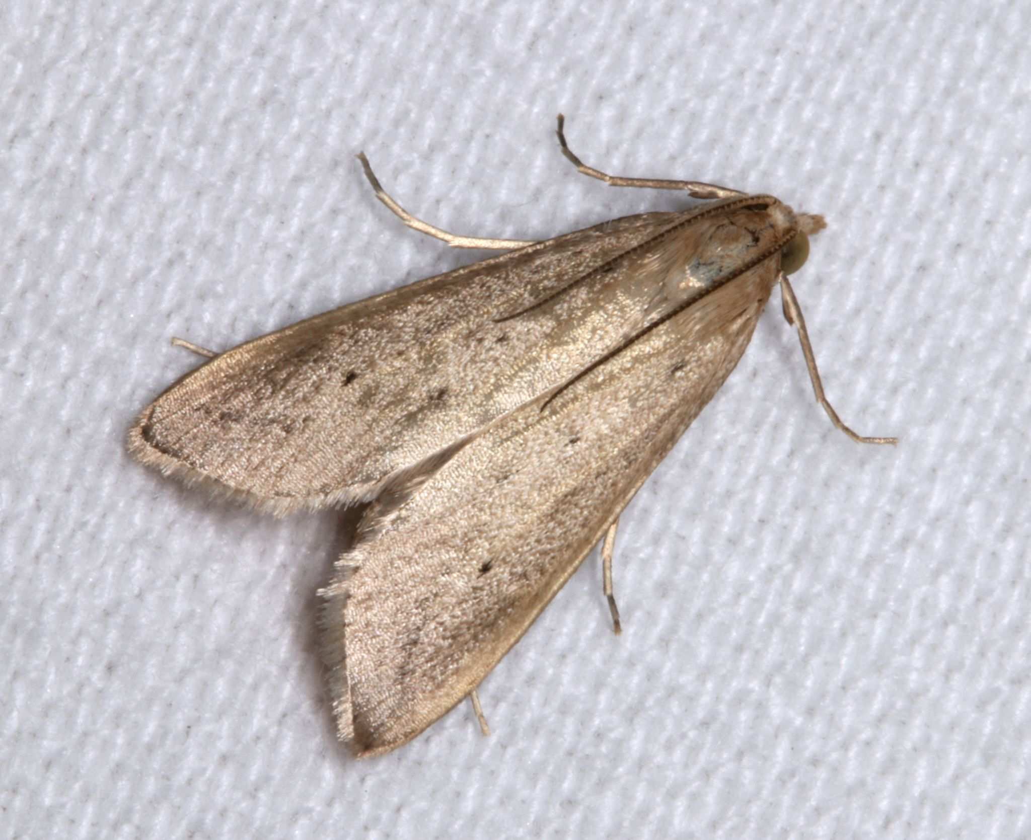 Scirpophaga nivella