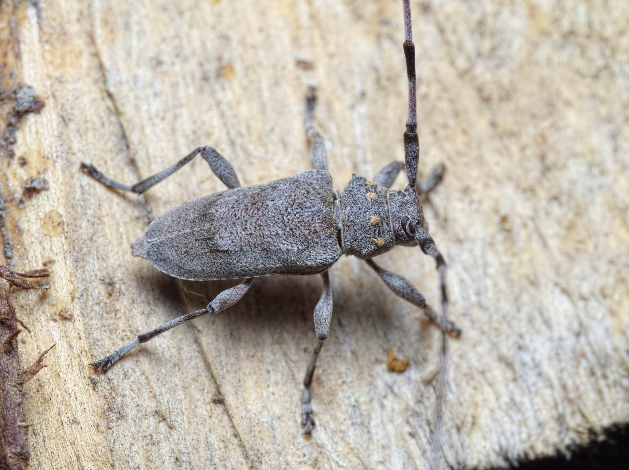 Acanthocinus aedilis