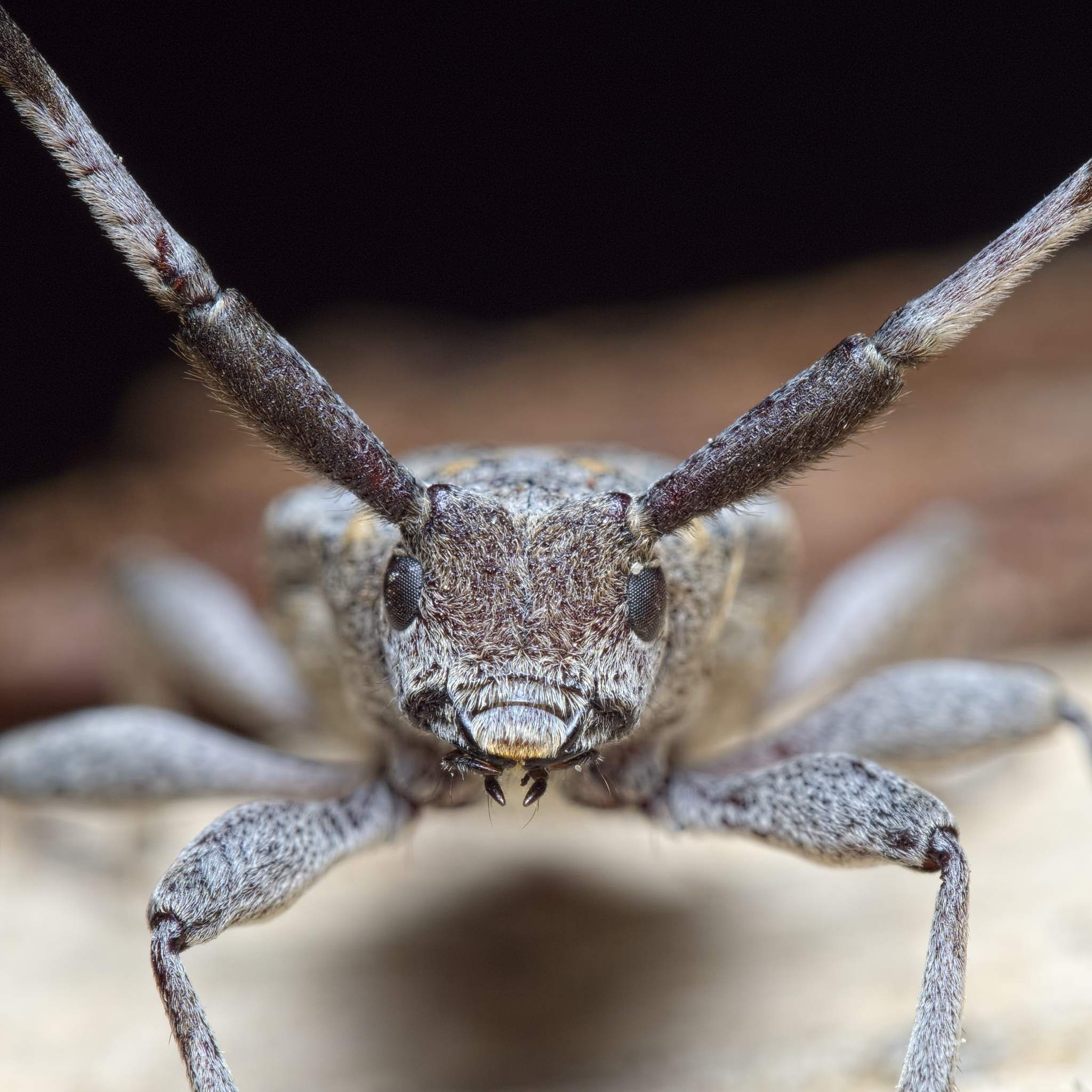 Acanthocinus aedilis