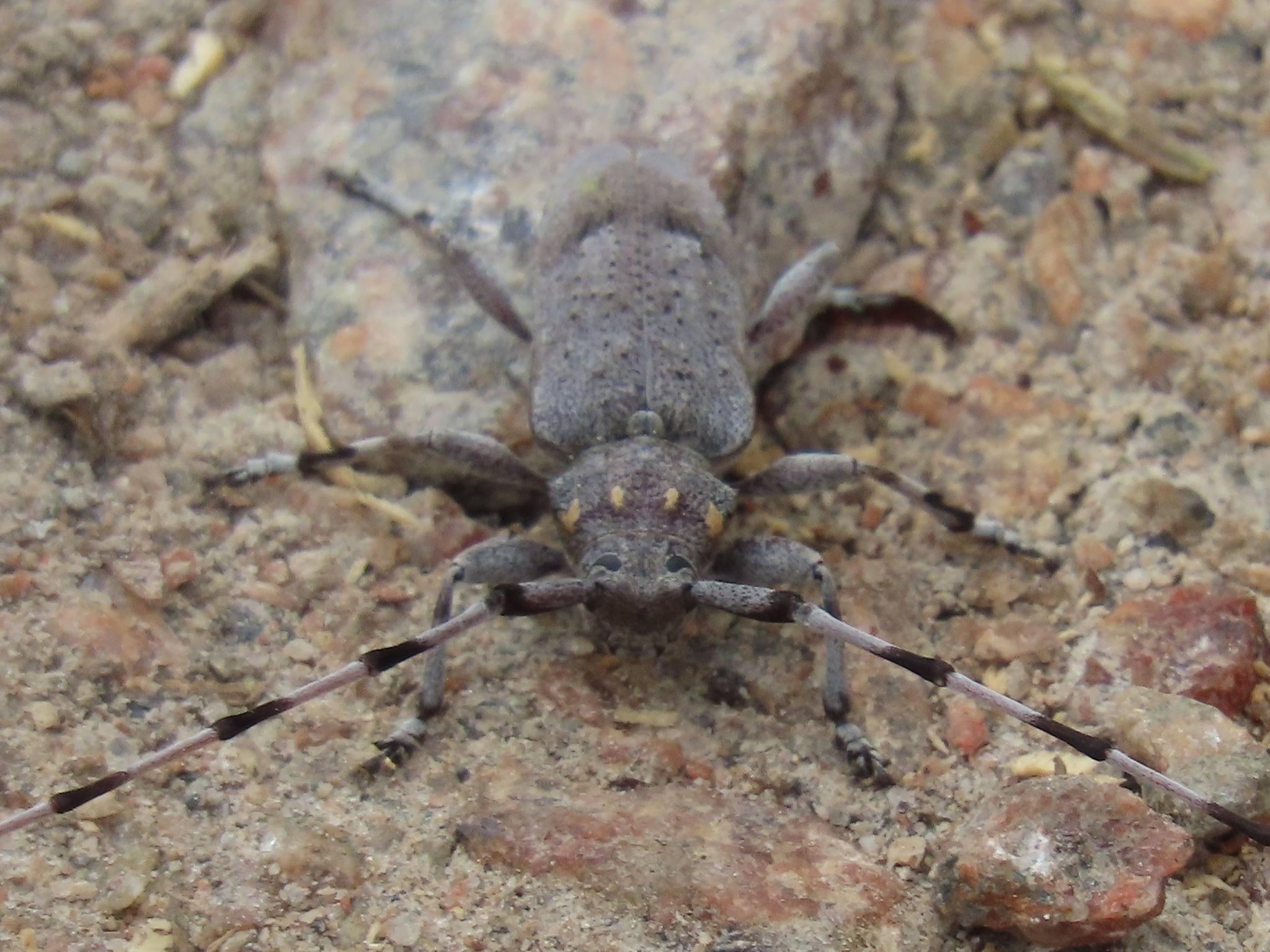 Acanthocinus aedilis