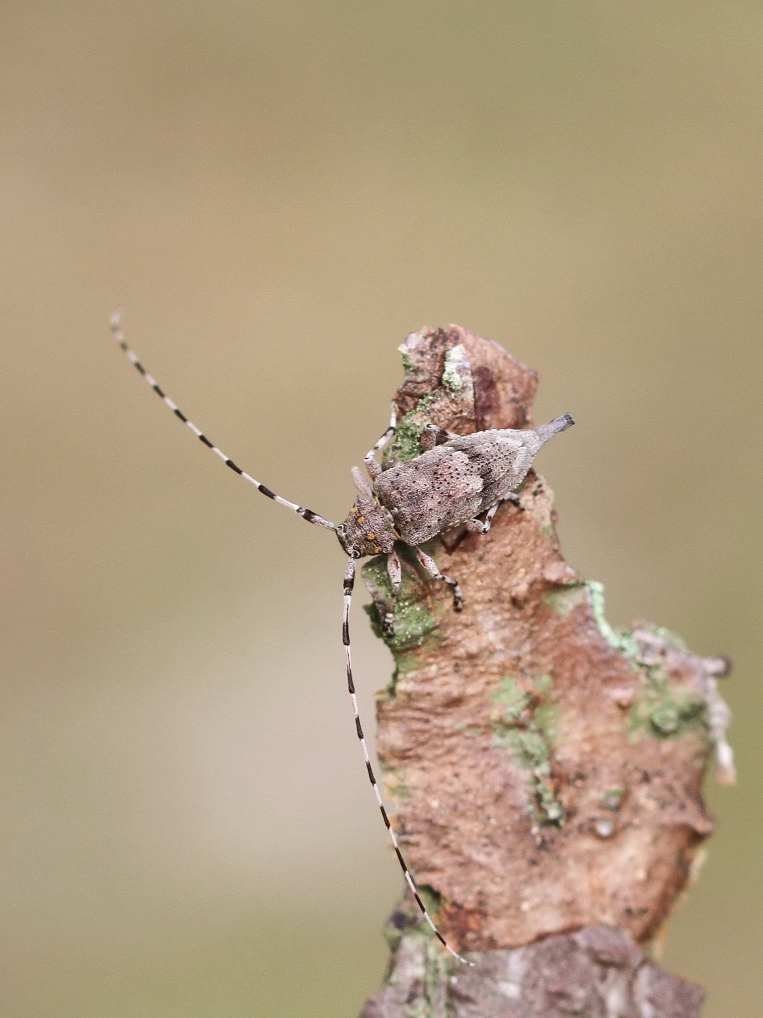 Acanthocinus aedilis