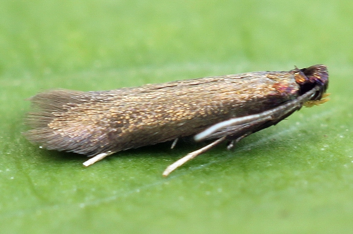 Coptotriche angusticollella