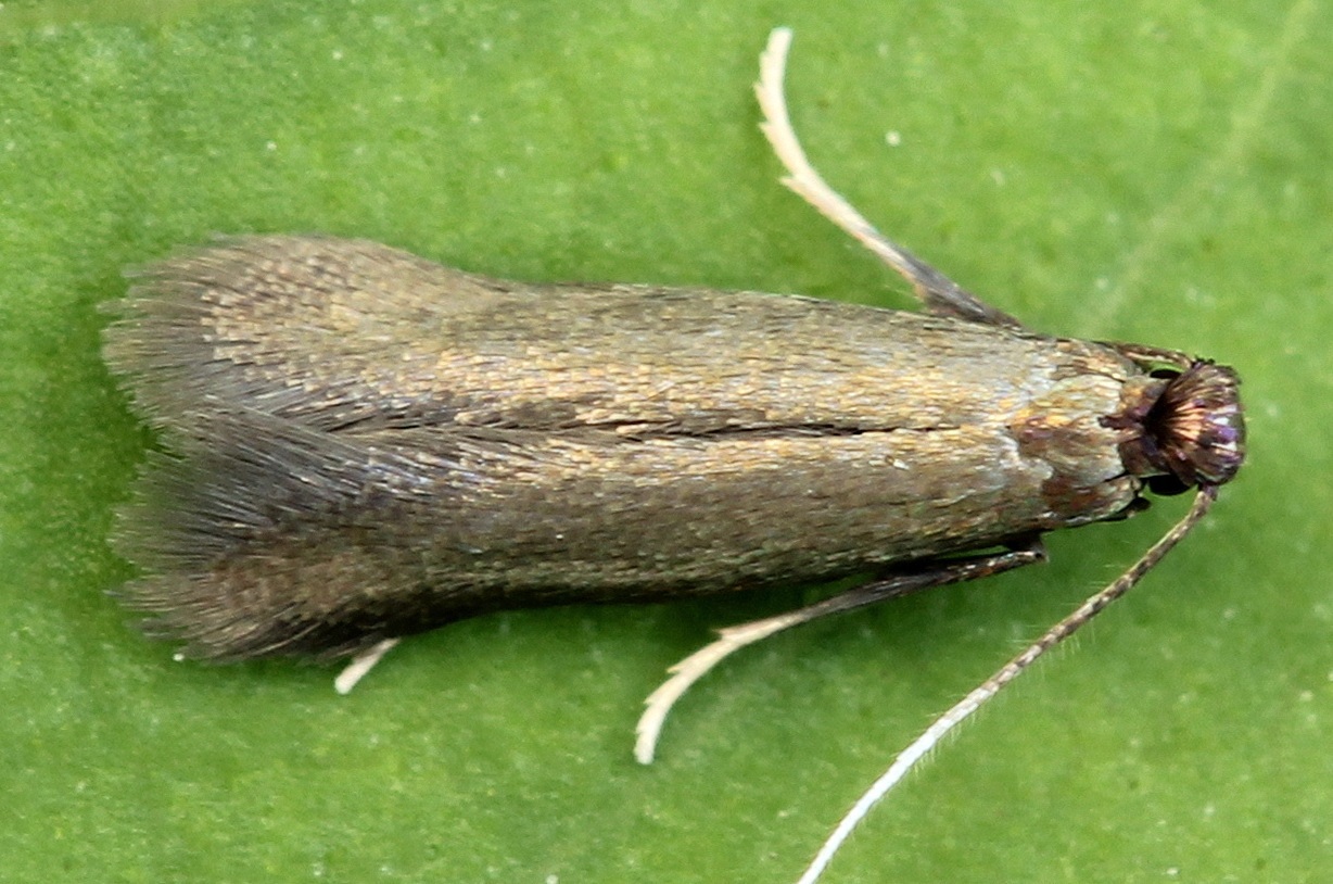 Coptotriche angusticollella