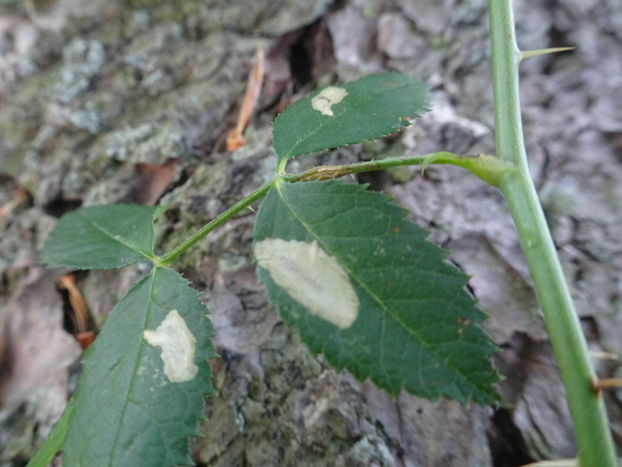 Coptotriche angusticollella
