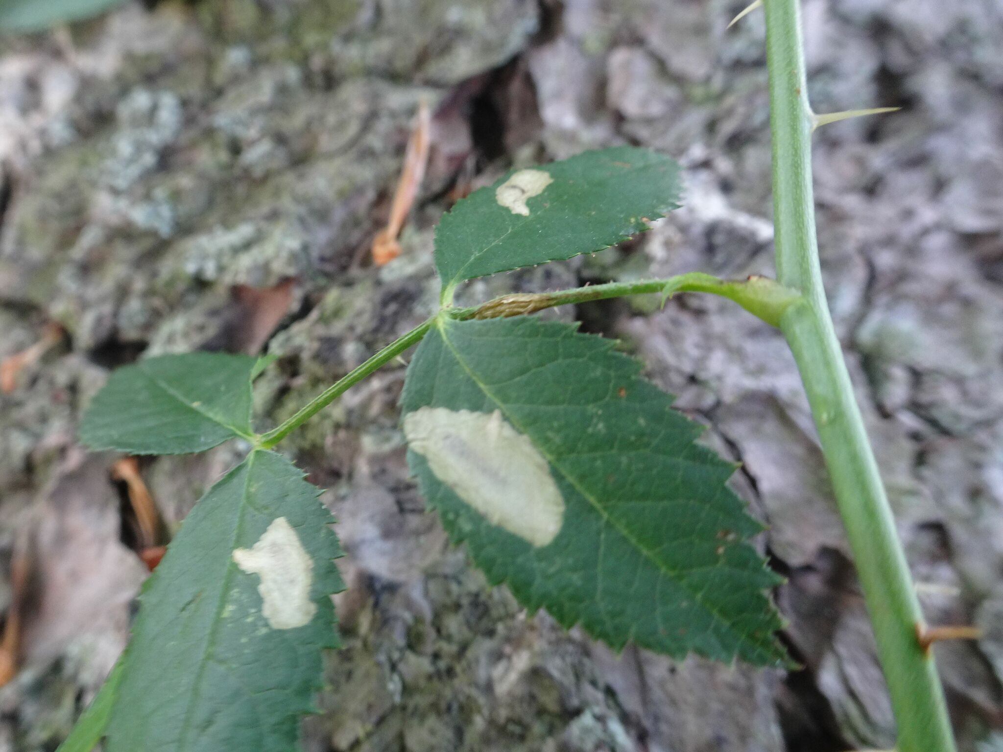 Coptotriche angusticollella