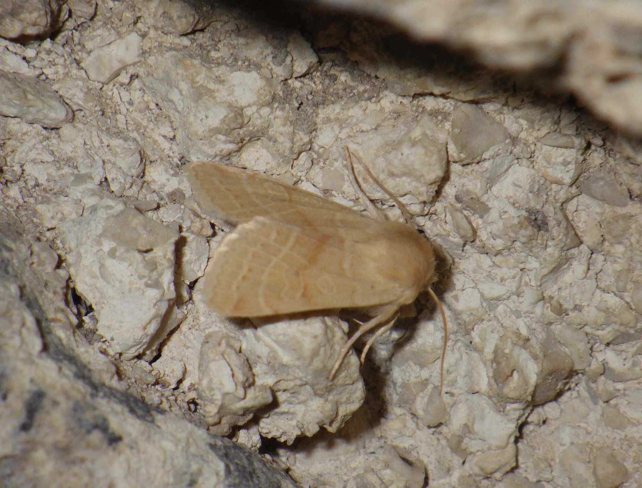 Agrochola lactiflora