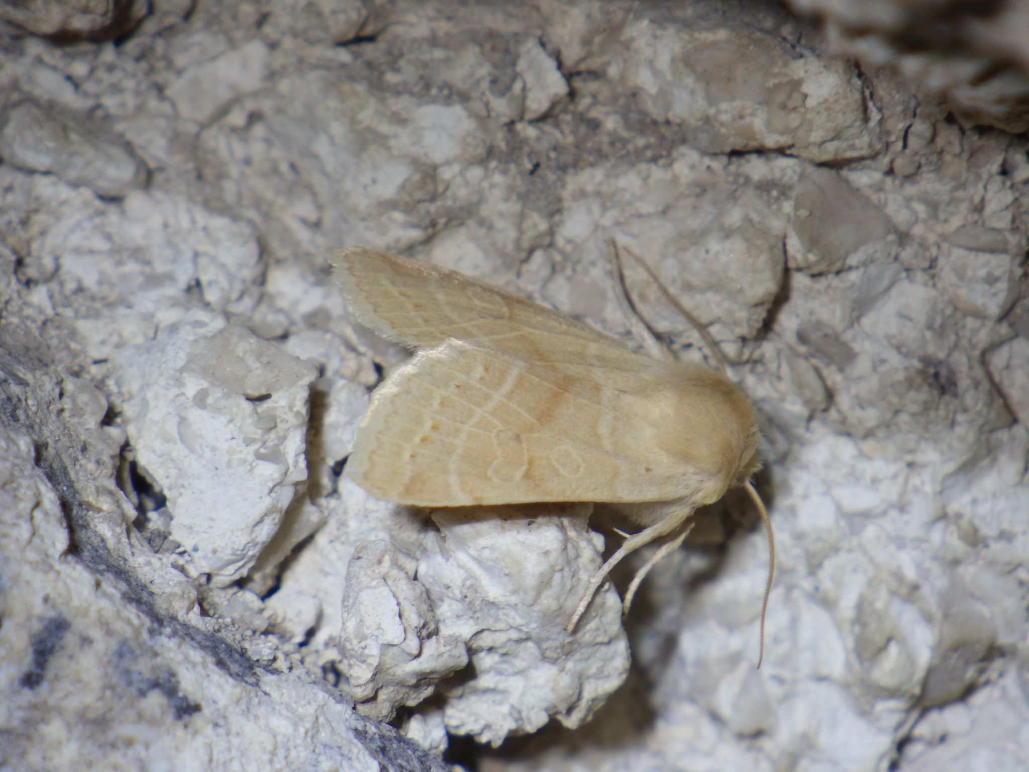 Agrochola lactiflora