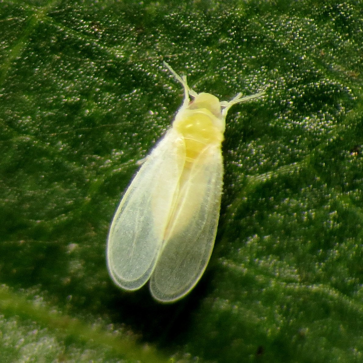 Bemisia argentifolii