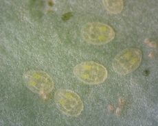 Bemisia argentifolii