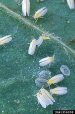 Bemisia argentifolii