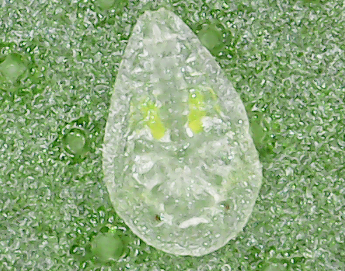 Bemisia argentifolii
