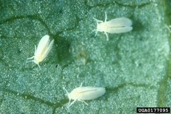 Bemisia argentifolii