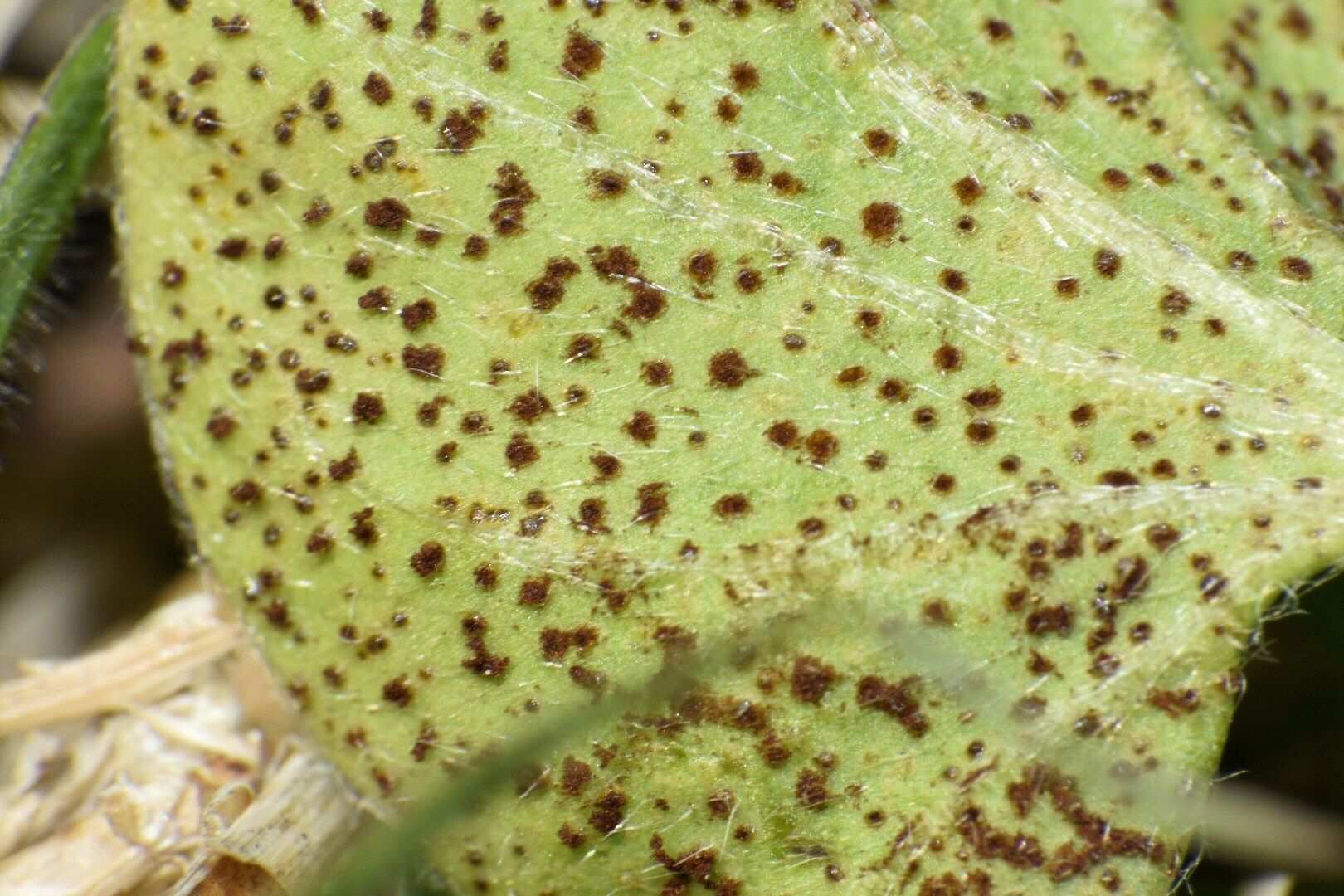 Puccinia dichondrae
